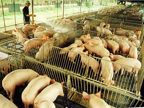 WB enhances Vietnam s livestock production and food safety